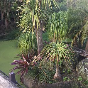 American Alligator Exhibit (Small)