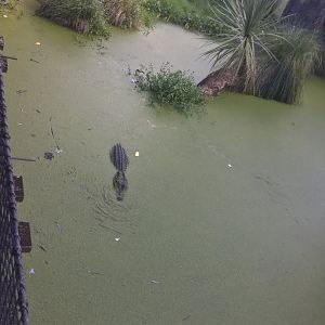 American Alligator Exhibit (Large)