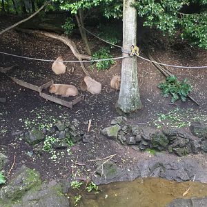 Capybara and Squirrel Monkey Exhibit