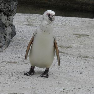 Leucistic Magellanic penguin
