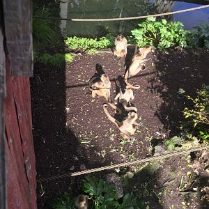 Black-handed Spider Monkey Troop