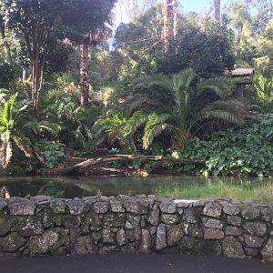 Black-handed Spider Monkey Exhibit