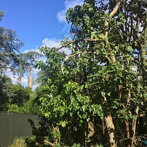 Cotton-top Tamarin Exhibit
