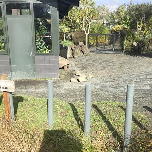 Galapagos Giant Tortoise Outdoor Exhibit