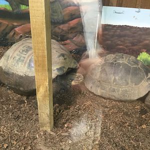Galapagos giant tortoise (Chelonoidis nigra)