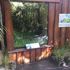 Lizard Lane - Jackson’s Chameleon Exhibit