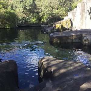 Te Wao Nui - The Coast (Fur Seal Exhibit)