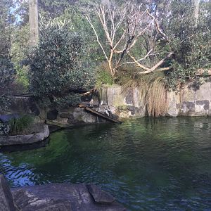 Te Wao Nui - The Coast (Blue Penguin Exhibit)