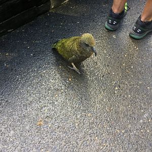 Kea (Nestor notabilis)