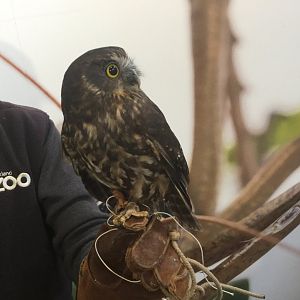 Morepork (Ninox novaeseelandiae)