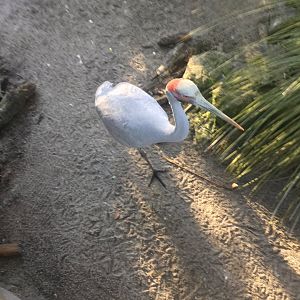 Brolga (Grus rubicunda)