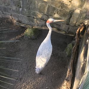 Brolga (Grus rubicunda)
