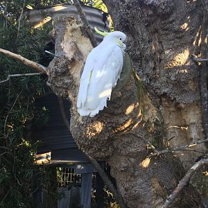 Sulphur-crested cockatoo (Cacatua galerita)