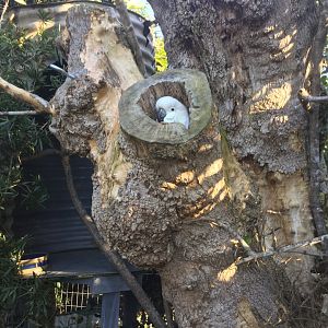 Sulphur-crested cockatoo (Cacatua galerita)