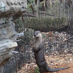 Standing up otter