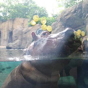 Fiona love her vegetable