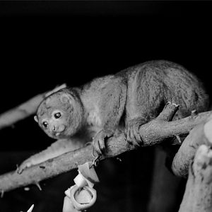 Potto (Perodicticus potto)