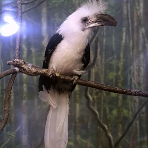 White-crowned Hornbill (Berenicornis comatus), July 2015