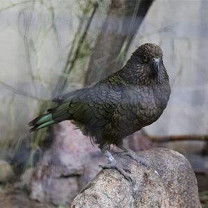 Kea