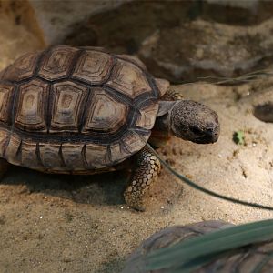Chaco Tortoise (Chelonoidis chilensis)