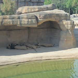 2020: New lion exhibit