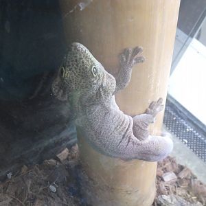 Standing's day gecko