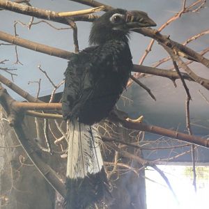 Visayan hornbill