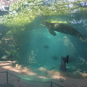 Viewing issues at Beauval: Reflections