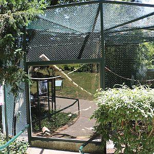 Viewing issues at Beauval: Reflections, dark wire mesh