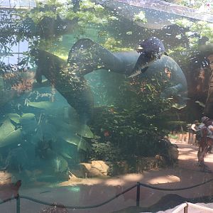 Viewing issues at Beauval: Reflections