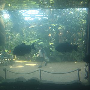 Viewing issues at Beauval: Cross-viewing