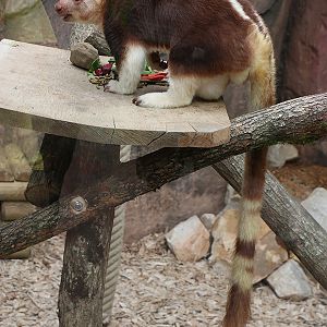Viewing issues at Beauval: Barren cages, reflections