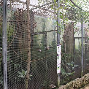 Viewing issues at Beauval: Barren cages, mesh wire