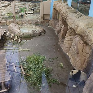 Viewing issues at Beauval: Barren enclosures, reflections, looking down on animals
