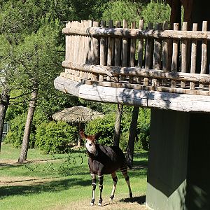 Viewing issues at Beauval: Looking down on animals