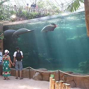 Tropical dome manatees