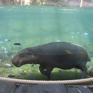 Tropical dome pygmy hippo