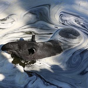 Malayan tapir
