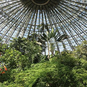 Tropical dome roof structure