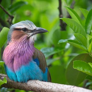 Lilac-breasted roller : Hamerton : 28 Jun 2020