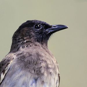 Common Bulbul