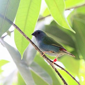 Tricolored Parrotfinch