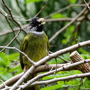 Collared Finchbill