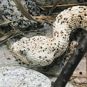Southwestern Speckled Rattlesnake
