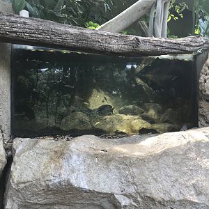 Madagascar Fish Exhibit