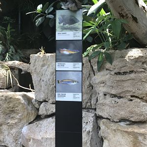 Madagascar Fish Signage