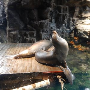 California Sea Lion
