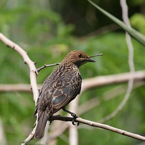 Violet-backed Starling (female)