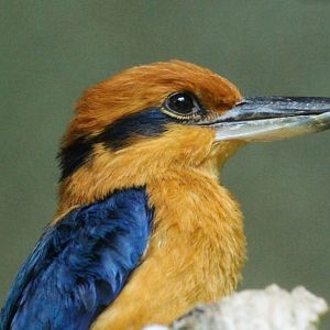 Guam Kingfisher