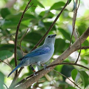 Blue-gray Tanager